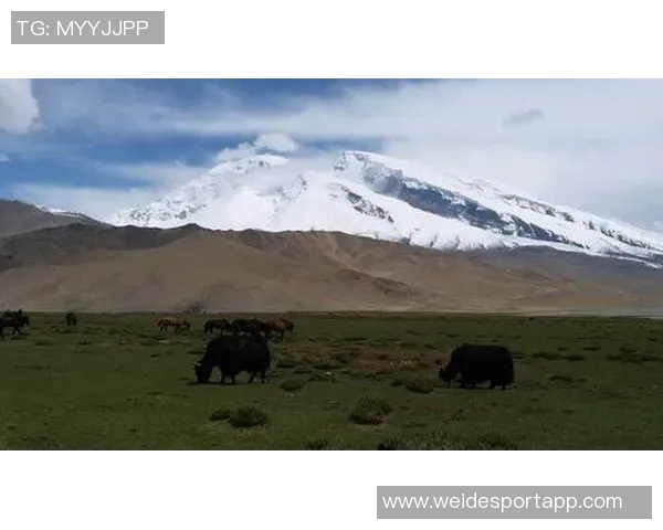 王秋明谈高原适应性问题强调自我反思与客观因素的平衡分析
